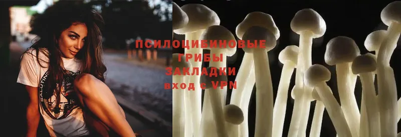 Псилоцибиновые грибы Cubensis  Бобров 